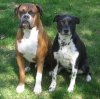 bruiser n daisy.jpg