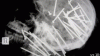 1zodsly[1].gif