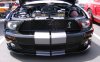 Shelby2.jpg