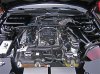 Shelby3.jpg