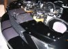 Shelby4.jpg
