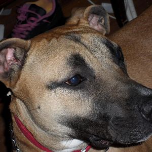 dog