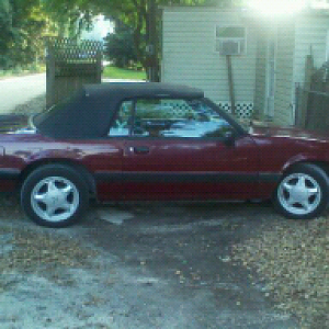 My stang
