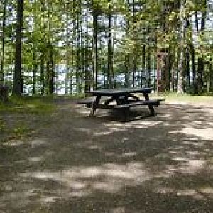 Forest & Camping