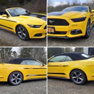 YellowJacket