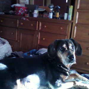 NICCO Puppy !!!
