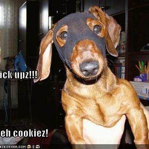 burglary doggy