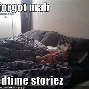 Doggy bed time