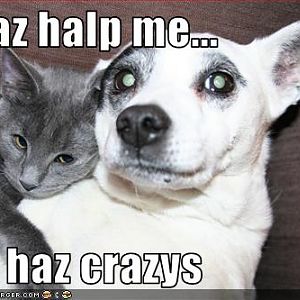 Crazy Kitty