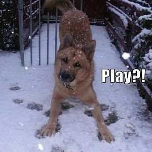 Playful Doggy