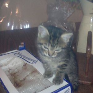foxy my cat