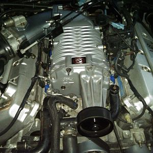 steggy motor