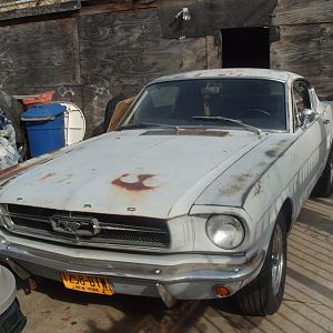 Mustang