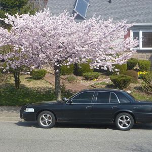 Spring pic