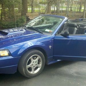 mustang