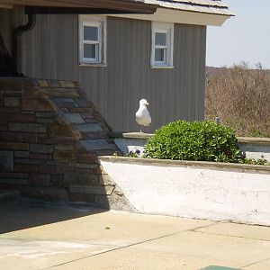 Montauk 2011