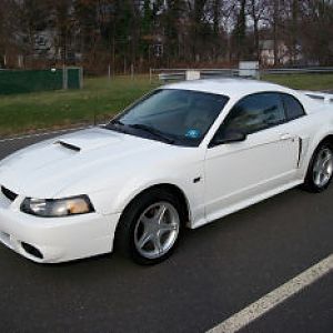 stang pic