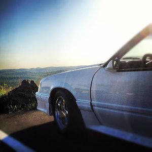 Mustang_Cotto
