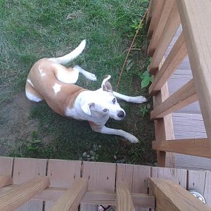 2012 - my dog SALEEN