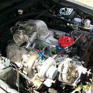 mustang 019