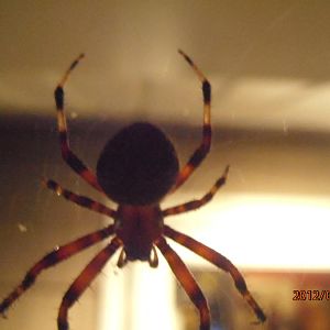 Spidey