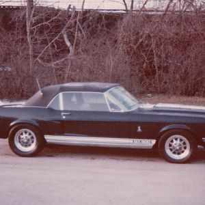 Shelby after 2nd color change.I am lucky to be able to do my own work.
