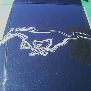 painted-on Pony