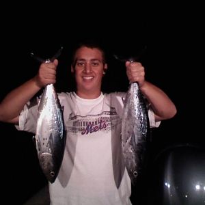 10lb false albacore