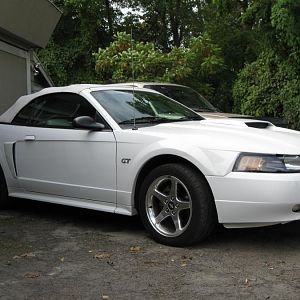 the wolfstang