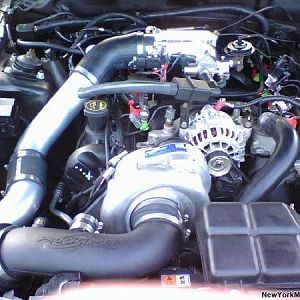 mustang1