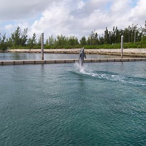 Dolphin walking on water.
