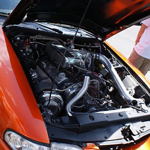 mustang 8