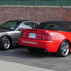 Our Cobra's