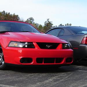 Our Cobra's