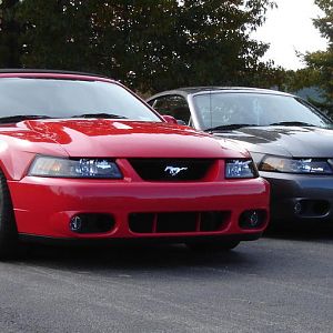 Our Cobra's