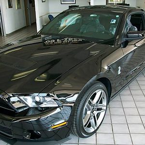 shelby3