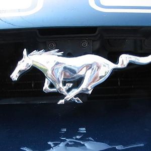 running stang